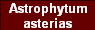 Astrophytum
asterias
