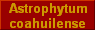 Astrophytum
coahuilense