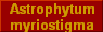 Astrophytum
myriostigma