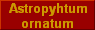 Astropyhtum
ornatum