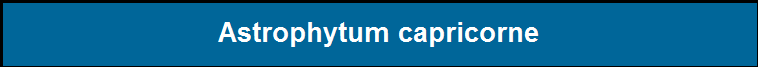 Astrophytum capricorne